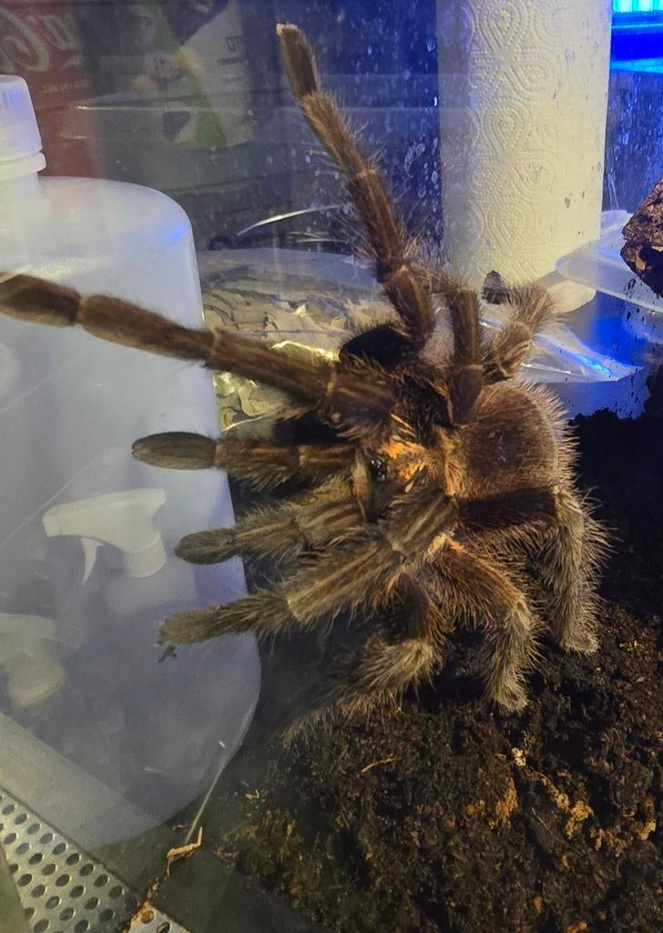 Pamphobeteus sp. Machala, Vogelspin, Tarantula, Dieren en Toebehoren, Insecten en Spinnen, Spin of Schorpioen