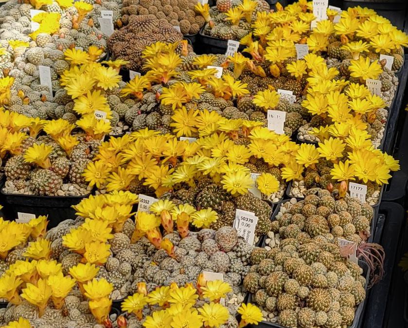 cactus - Sulcorebutia langeri, Verzenden, Cactus, Volle zon, Minder dan 100 cm