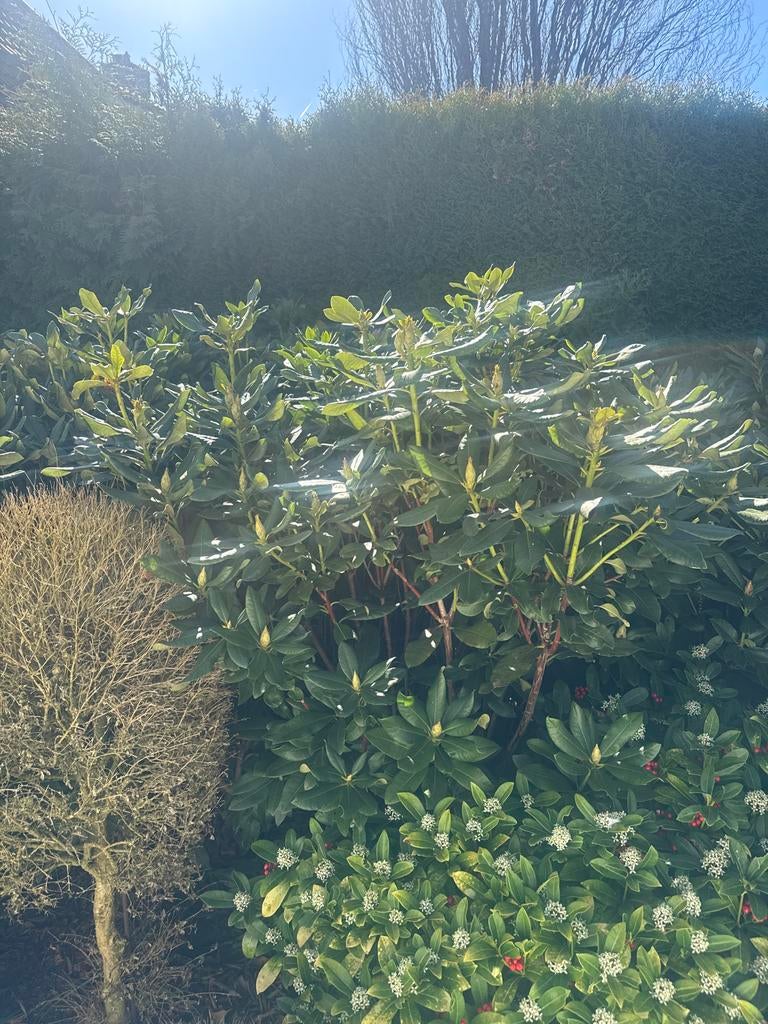 Rhododendrons (diverse struiken), Vaste plant, Halfschaduw, Lente, Ophalen