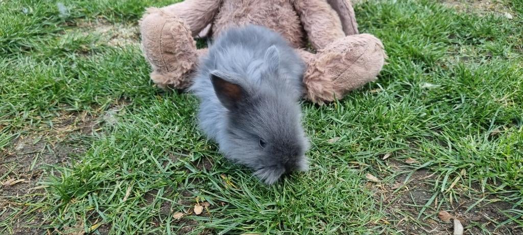 Engelse angora full face baby's, Dieren en Toebehoren, Konijnen, Meerdere dieren, Dwerg