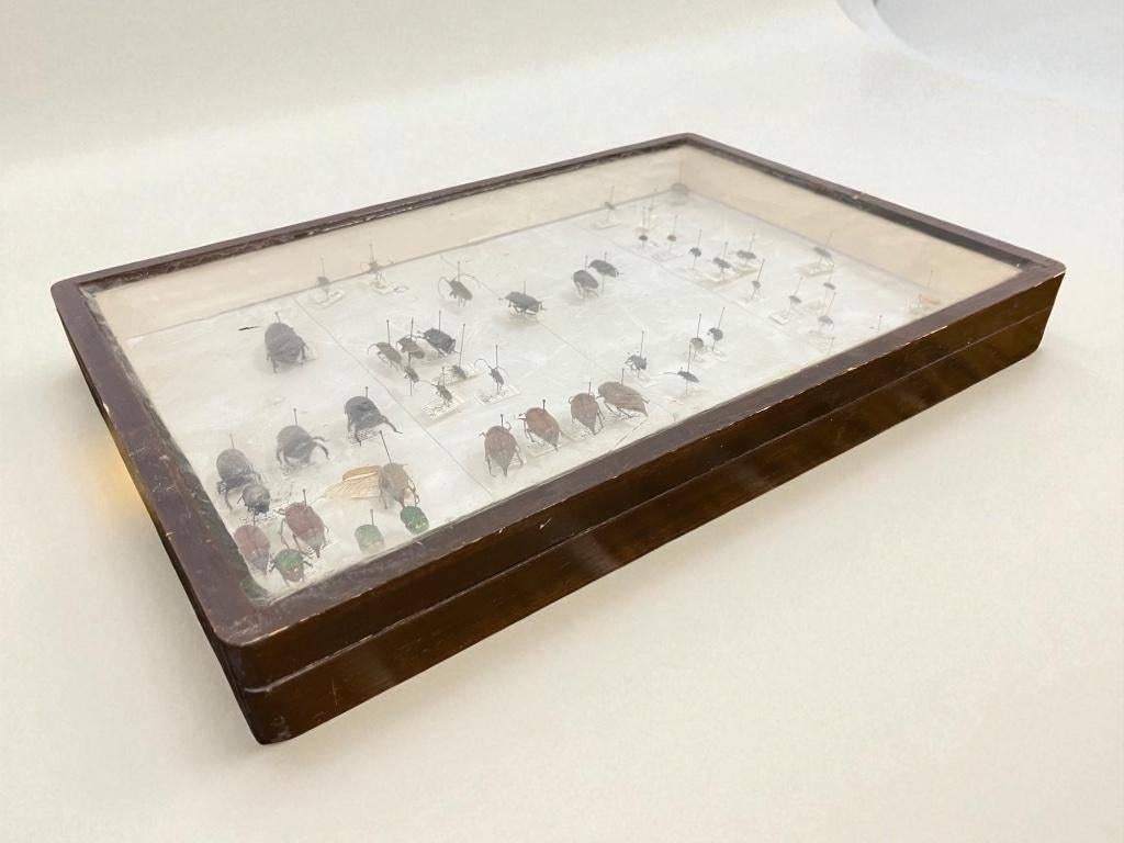 vintage taxidermie insecten kader /decoratie, Ophalen