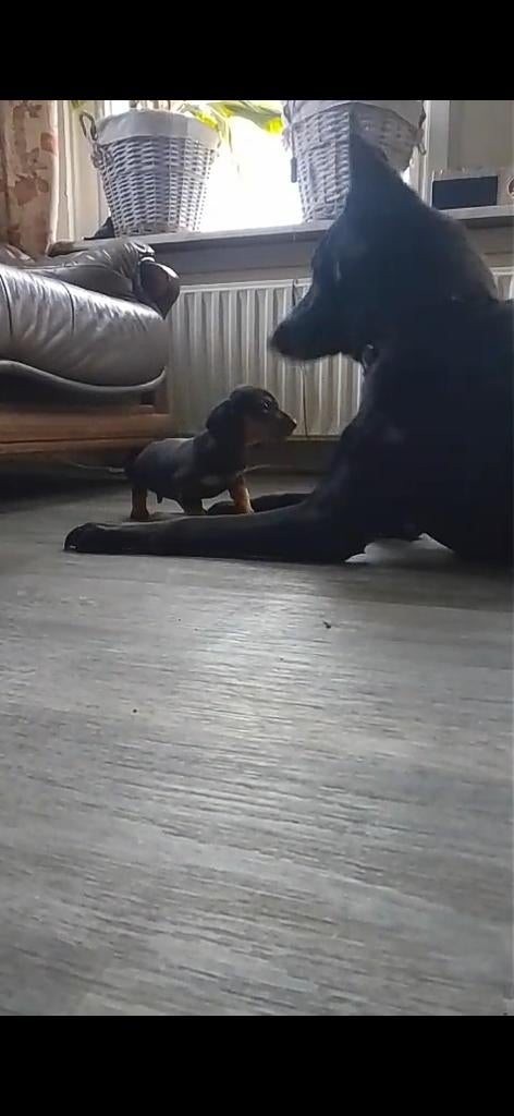 Hondenoppas, honden oppas aan huis aangeboden, Diensten en Vakmensen, Dieren | Honden | Verzorging, Oppas en Les, Particuliere oppas