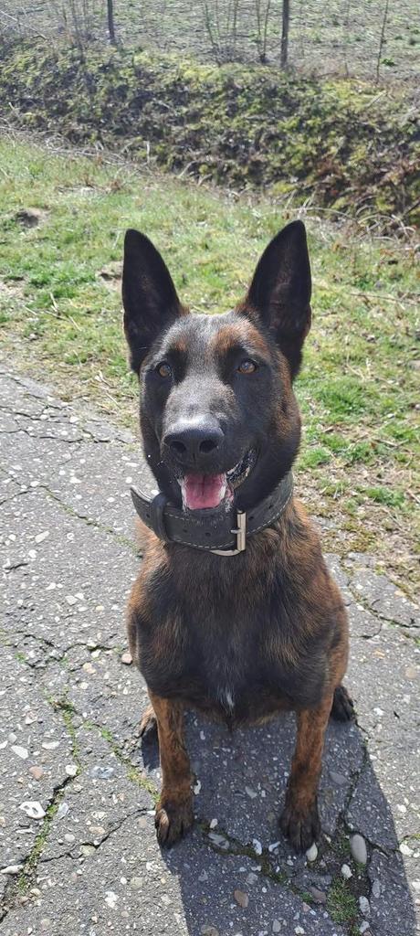 Lieve Bo zoekt warme mand en sportieve baas!, Teef, Eén hond, 3 tot 5 jaar, Herder