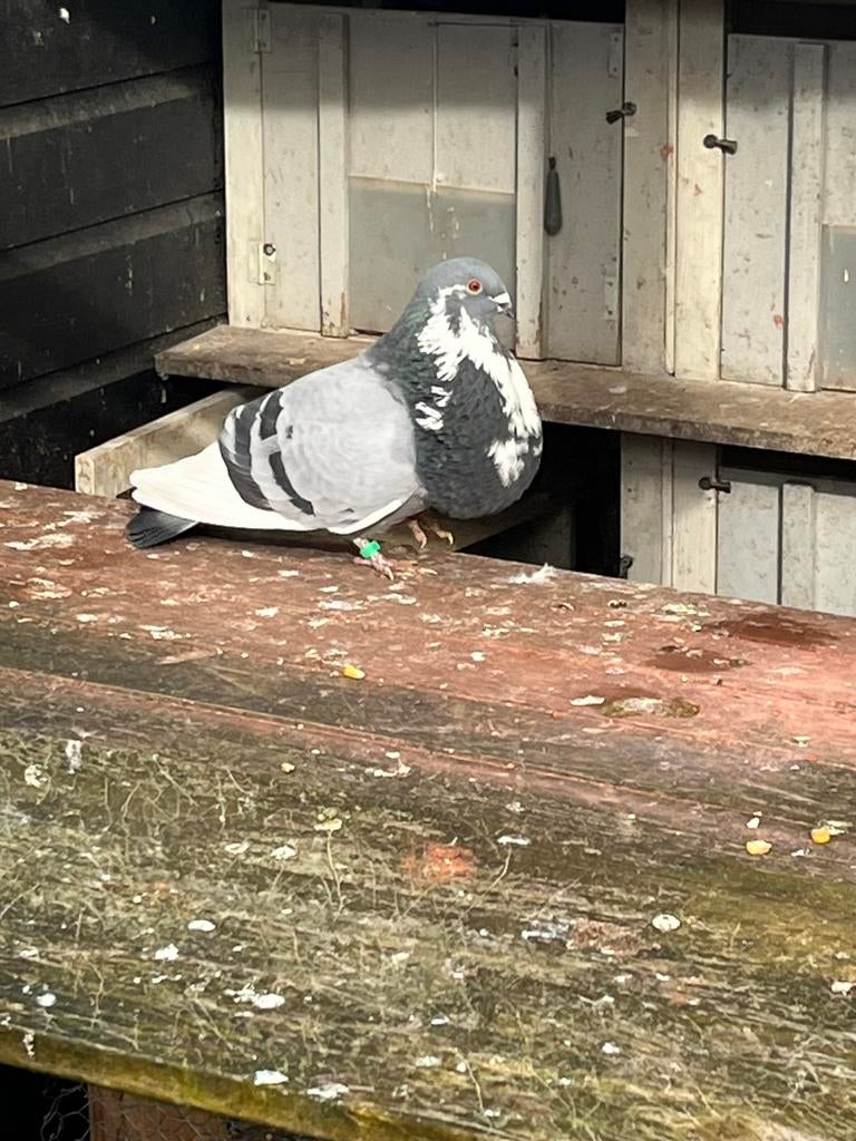 Haagse tilduiven, Mannelijk, Postduif