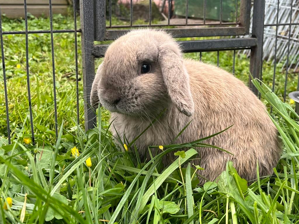Knappe gecastreerde ram zoekt goed huisje, Dieren en Toebehoren, Mannelijk, Klein, Hangoor, 0 tot 2 jaar