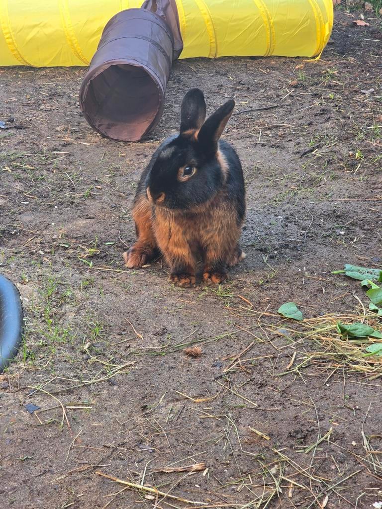 Prachtige Black & Tan konijn te koop!, Dieren en Toebehoren, Konijnen, Vrouwelijk