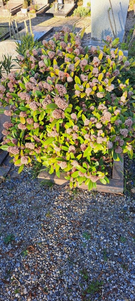 Schitterende Skimmia - Wintergroene Sierheester, Tuin en Terras, Vaste plant, Halfschaduw, Lente, Ophalen