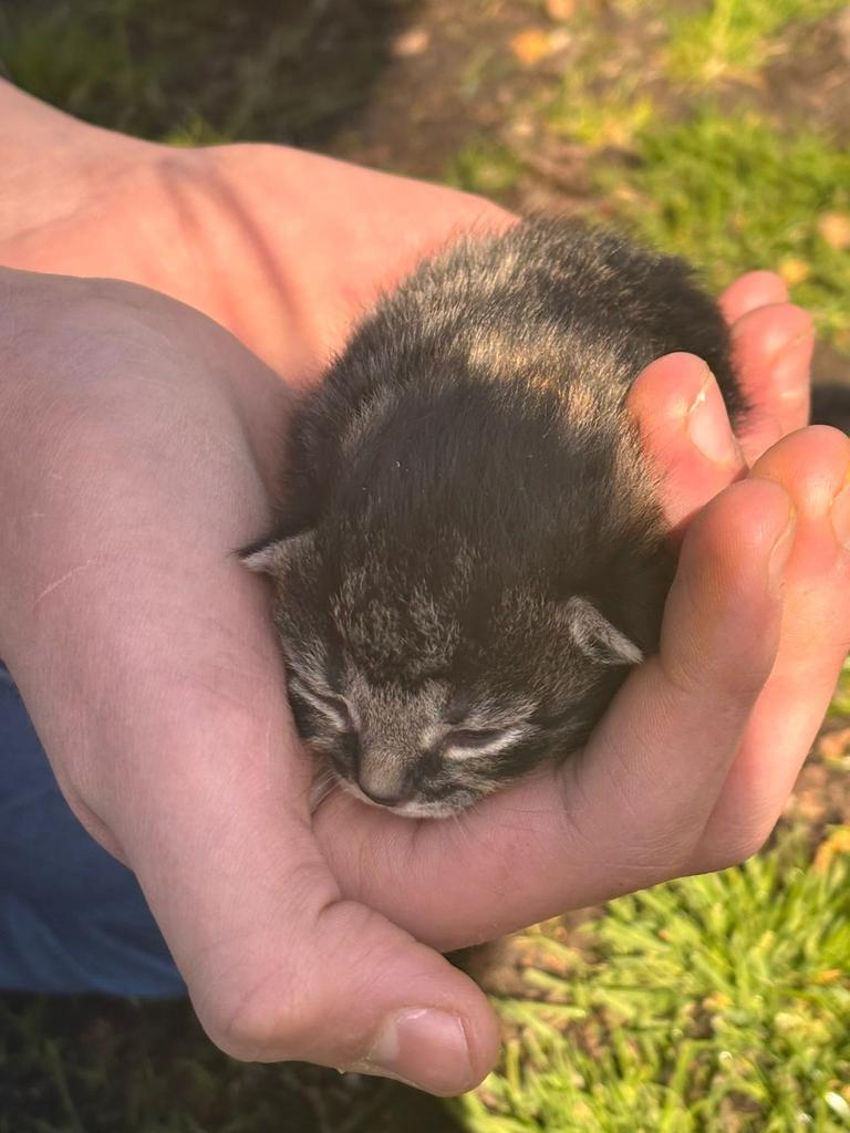 Kittens te koop!, Dieren en Toebehoren, Meerdere dieren