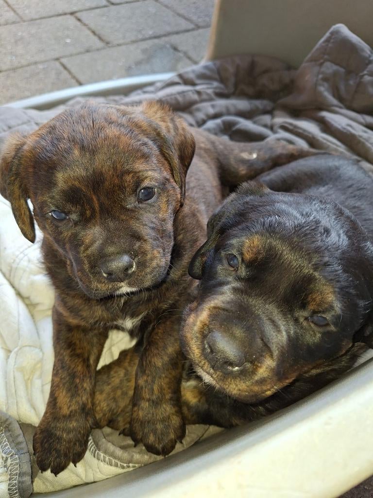 Kruising Rottweiler x Rottweiler-BullyXL, Dieren en Toebehoren, Honden | Niet-rashonden, Reu, 8 tot 15 weken, Meerdere, Nederland