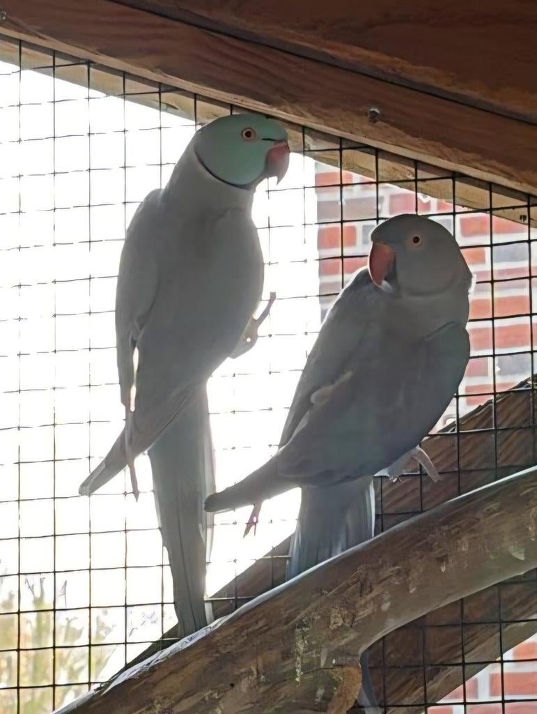 Halsband parkieten, Dieren en Toebehoren, Vogels | Parkieten en Papegaaien, Meerdere dieren, Parkiet