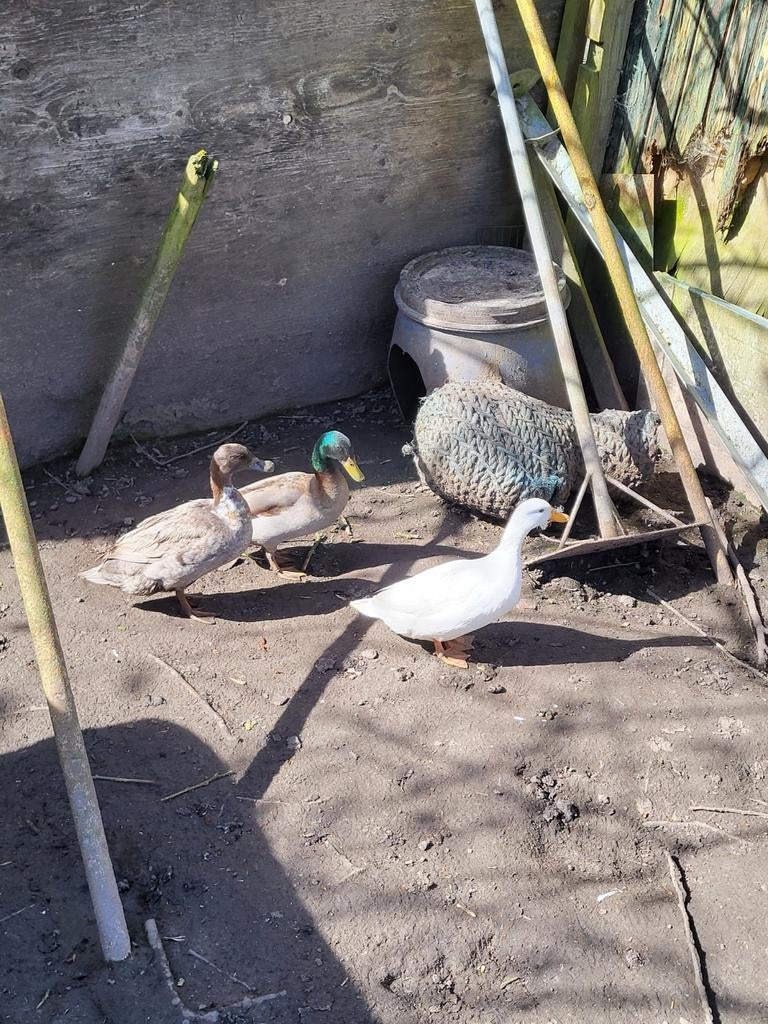 Eenden, Dieren en Toebehoren, Meerdere dieren, Eend