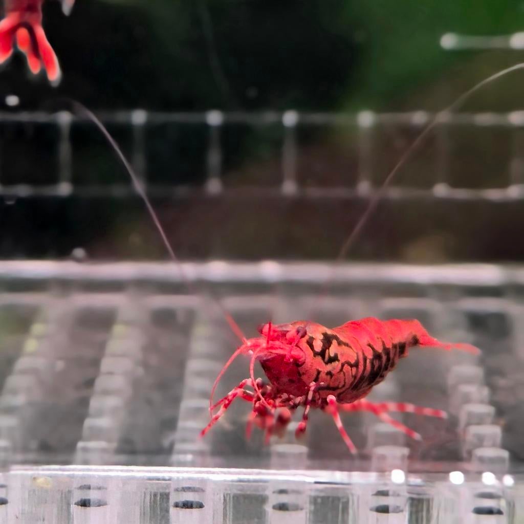 Boa garnalen aanbieding Caridina aquarium, Dieren en Toebehoren, Kreeft, Krab of Garnaal