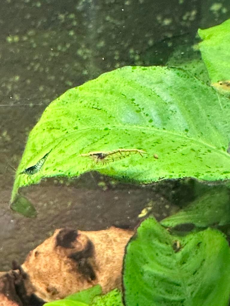 Garnalen mix zoetwater, Dieren en Toebehoren, Vissen | Aquariumvissen, Kreeft, Krab of Garnaal, Zoetwatervis, Schoolvis