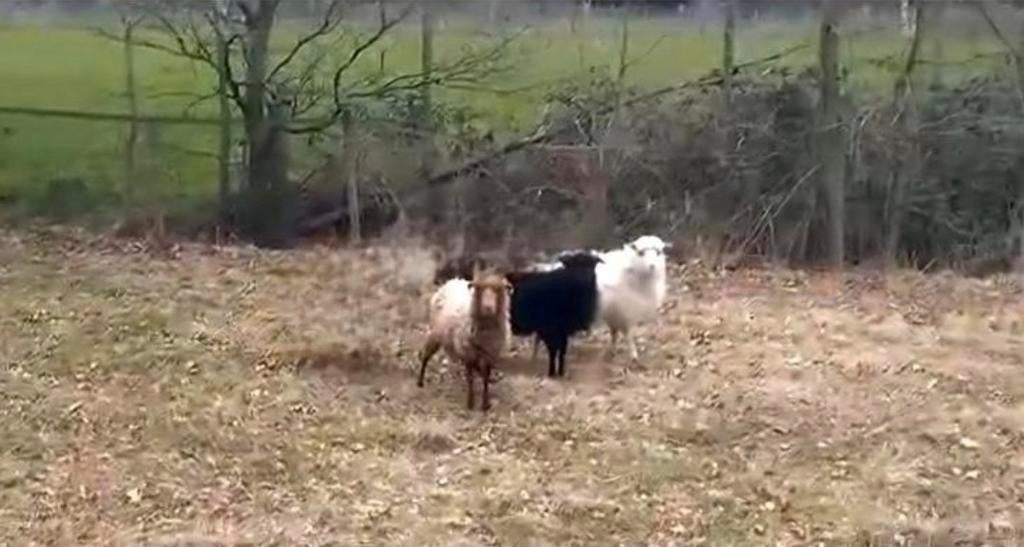 Mooie Ouessants schaapjes., Meerdere dieren, Schaap