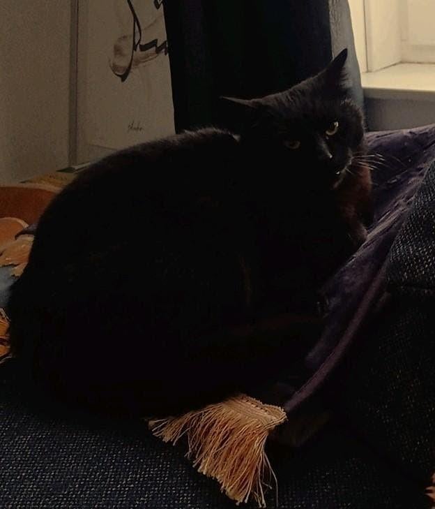 Mooie, lieve Europese korthaar, Dieren en Toebehoren, Katten en Kittens | Raskatten | Korthaar, Kater, Gechipt, 3 tot 5 jaar