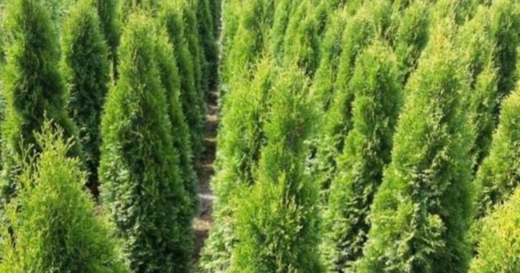 Coniferen uit voorraad leverbaar, Ophalen of Verzenden, Conifeer, 100 tot 250 cm