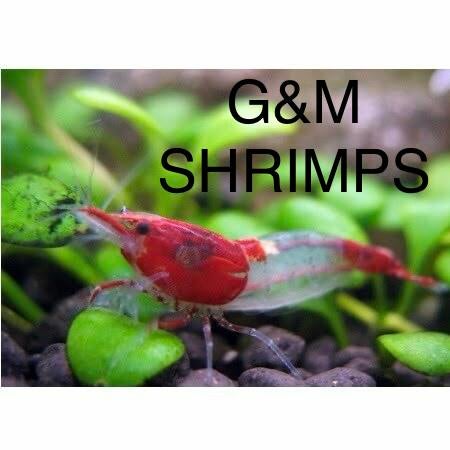 Red Rili garnalen actie 1,70 !, Dieren en Toebehoren, Vissen | Aquariumvissen, Kreeft, Krab of Garnaal