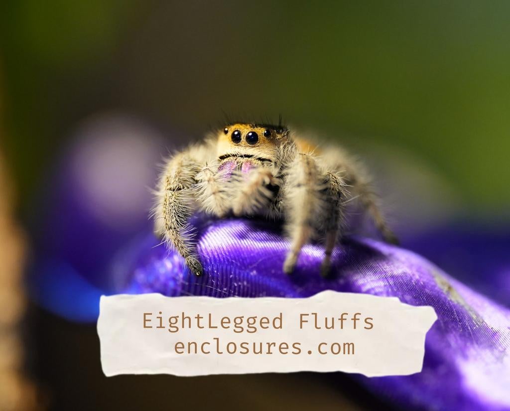 Terrariums met LED & warmtemat | voor spinnen & insecten, Dieren en Toebehoren, Insecten en Spinnen, Spin of Schorpioen