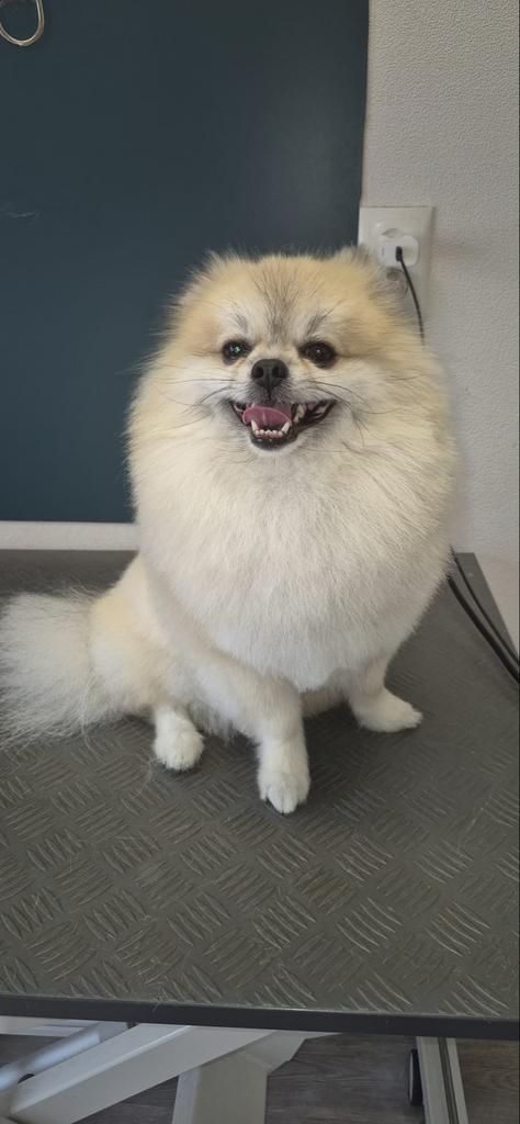 Dekreu pomeriaan simba ( NIET TE KOOP), Dieren en Toebehoren, Honden | Poolhonden, Keeshonden en Oertypen, 1 tot 2 jaar, Parvo