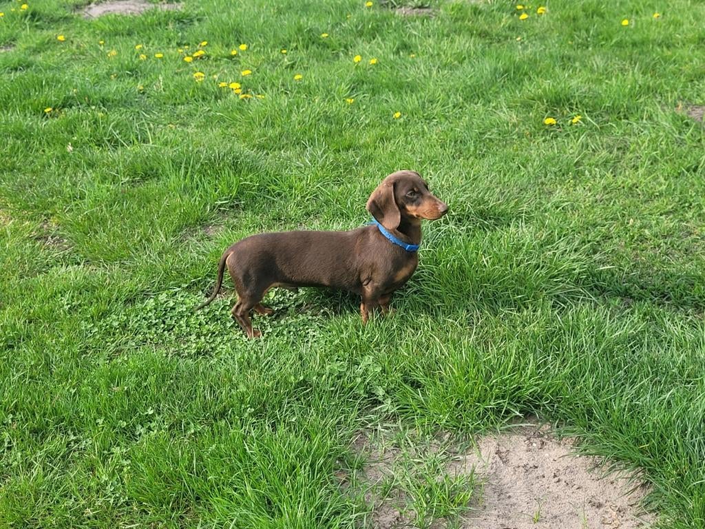 Chocotan korthaar dwerg teckel dekreu., Dieren en Toebehoren, Honden | Dekreuen, Fokker | Hobbymatig, Reu, 1 tot 2 jaar, Buitenland