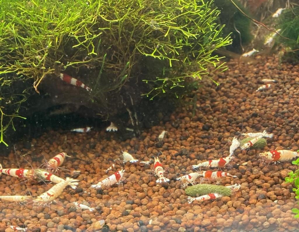 Crystal Red garnalen | Caridina, Dieren en Toebehoren, Vissen | Aquariumvissen, Kreeft, Krab of Garnaal, Zoetwatervis