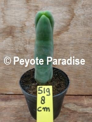 Penis Cactus (dik en lang). De echte Penis plant !, Huis en Inrichting, Ophalen of Verzenden, Minder dan 100 cm, In pot, Cactus