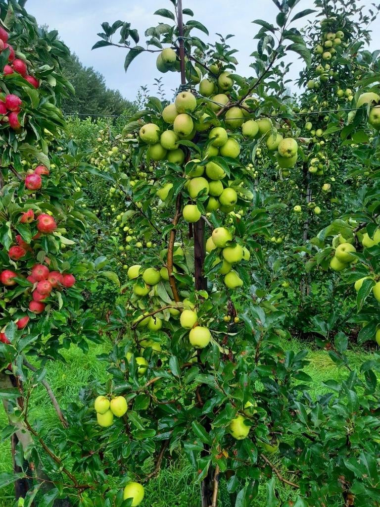 Oude appelbomen, Tuin en Terras, Planten | Bomen, Ophalen of Verzenden
