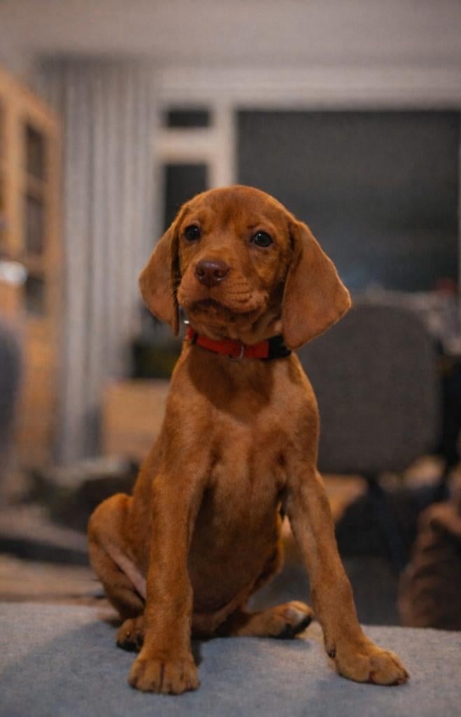 Vizsla pups, Dieren en Toebehoren, Honden | Setters en Staande honden, Parvo, Overige rassen, 8 tot 15 weken, Meerdere