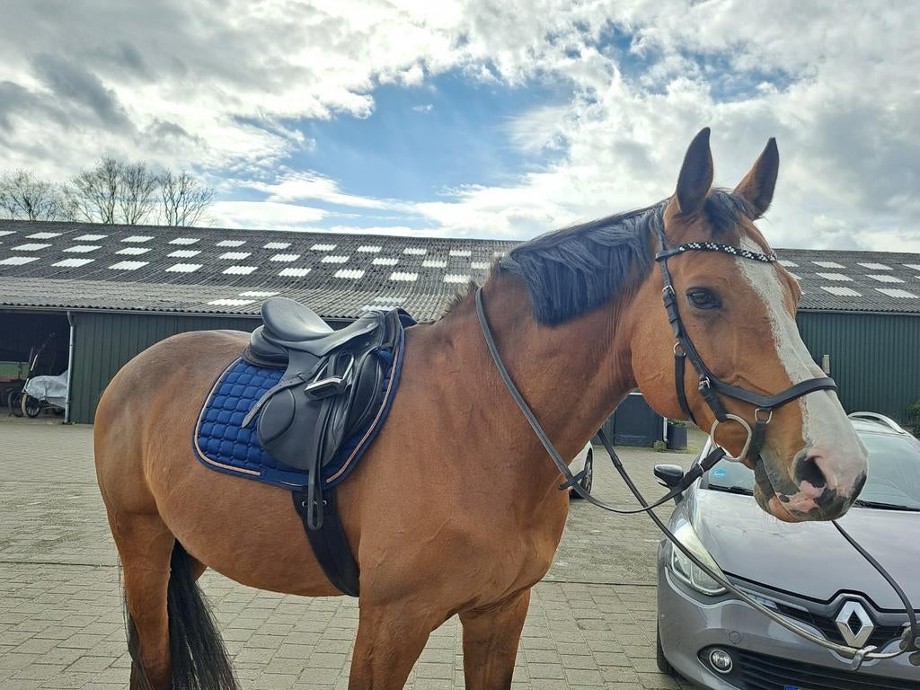 Grote recreatieruin (ong. 1,75), dol op het bos, Dieren en Toebehoren, Paarden, 175 cm of meer, Ruin, 11 jaar of ouder, Recreatiepaard