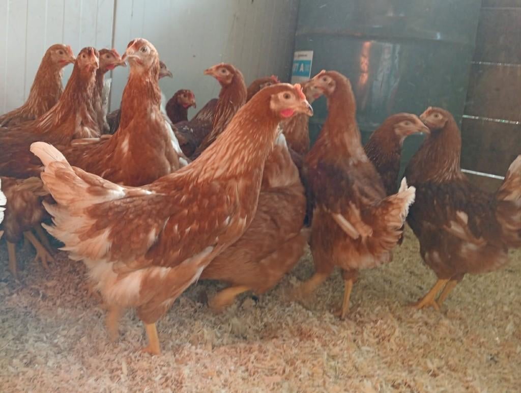 Legkippen, leghennen, Vrouwelijk, Kip