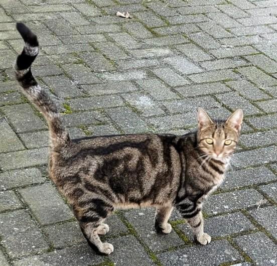 Help ons HASSAN terug te vinden!!, Dieren en Toebehoren, Katten en Kittens | Overige Katten