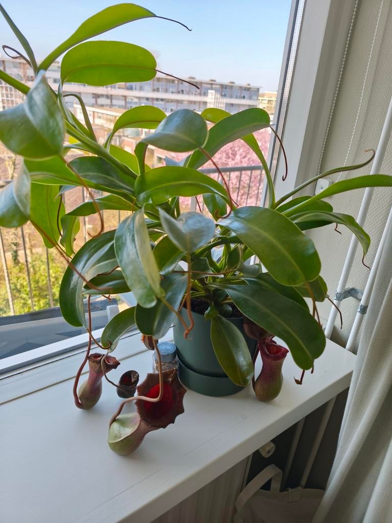 Tropische bekerplant 'Nepenthes x lowii x ventricosa', Huis en Inrichting, Kamerplanten, Ophalen, Overige soorten, Halfschaduw