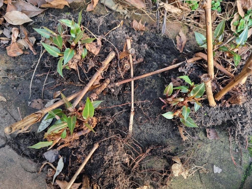 Persicaria Amplexicaulis Rosea 3 stuks €7,50, Tuin en Terras, Planten | Tuinplanten, Ophalen of Verzenden, Overige soorten, Volle zon