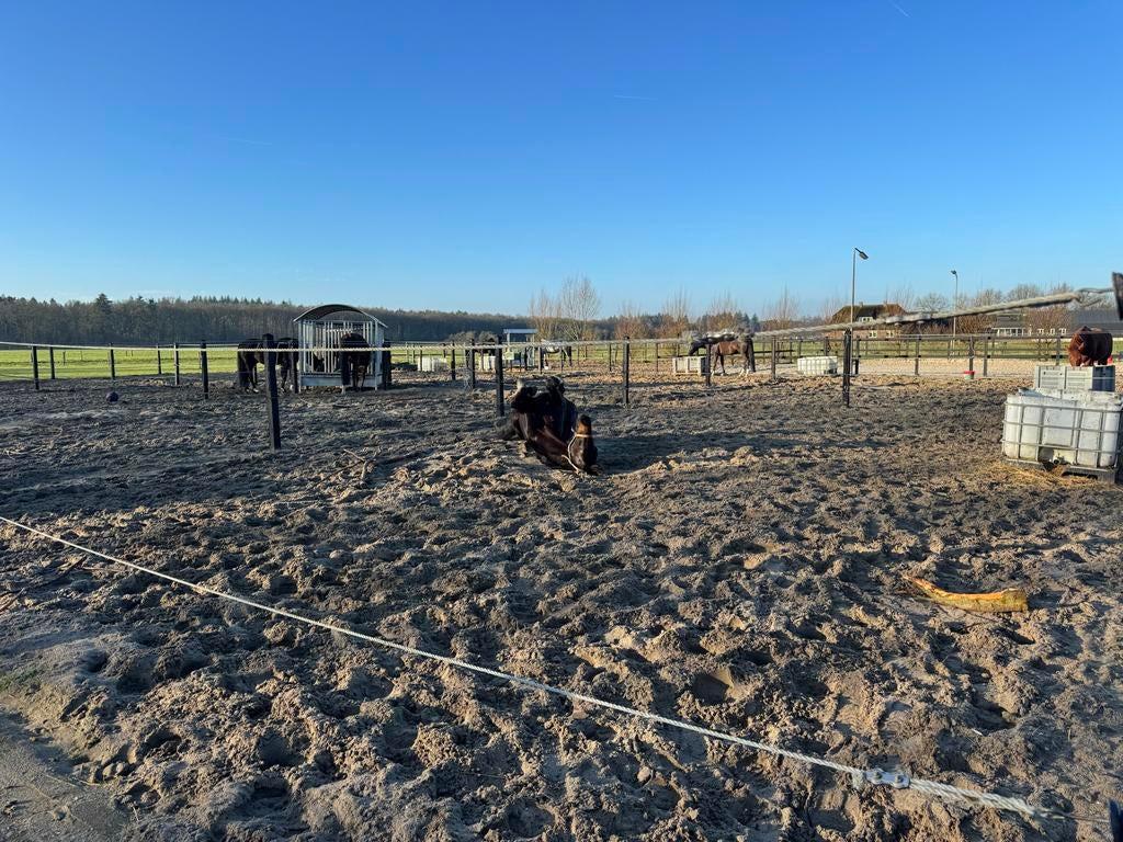Stal vrij!, Stalling, 2 of 3 paarden of pony's