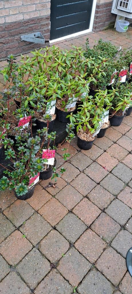 Leegverkoop vaste planten, Tuin en Terras, Planten | Tuinplanten, Ophalen, Overige soorten, Halfschaduw