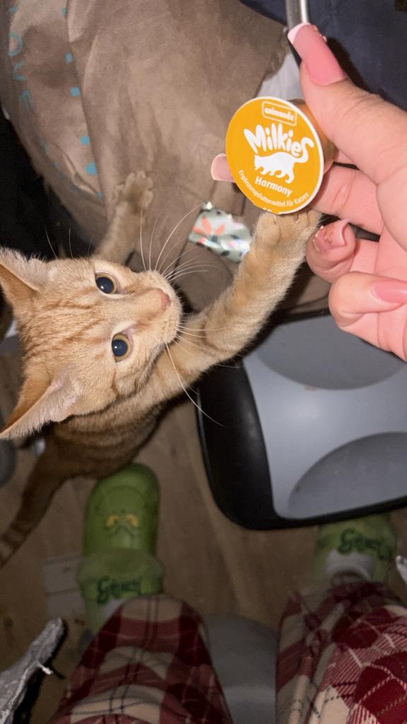 Kittens van 2 verschillende nestjes, Dieren en Toebehoren, Katten en Kittens | Overige Katten, Meerdere dieren