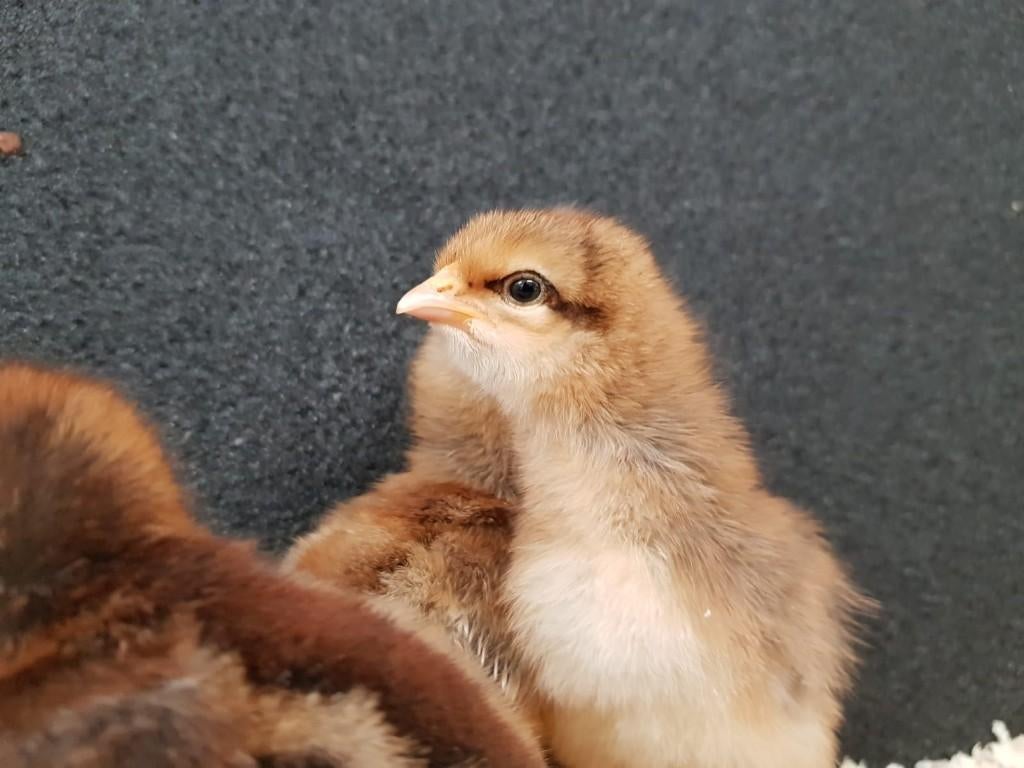 bielefelder kriel kippenkuikens | Gesekst en Ingeënt, Vrouwelijk, Kip