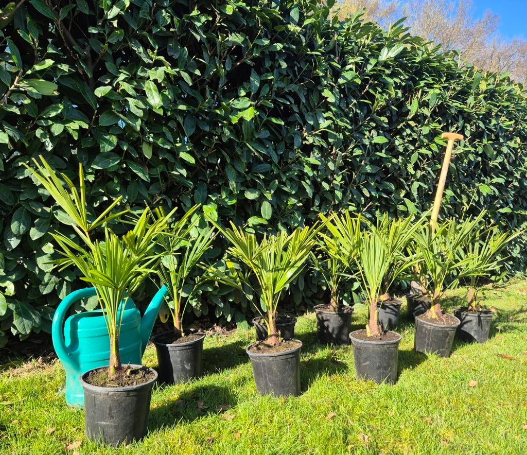 Palmboom Trachycarpus Fortunei chinese waaierpalm winterhard, Volle zon, Vaste plant, Lente, Ophalen