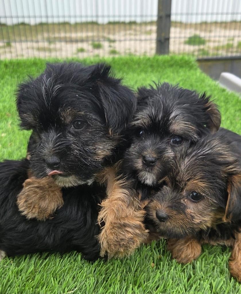 Te koop leuke mini Yorkshire Terriër pups, Dieren en Toebehoren, Nederland, 8 tot 15 weken, Meerdere, Meerdere dieren