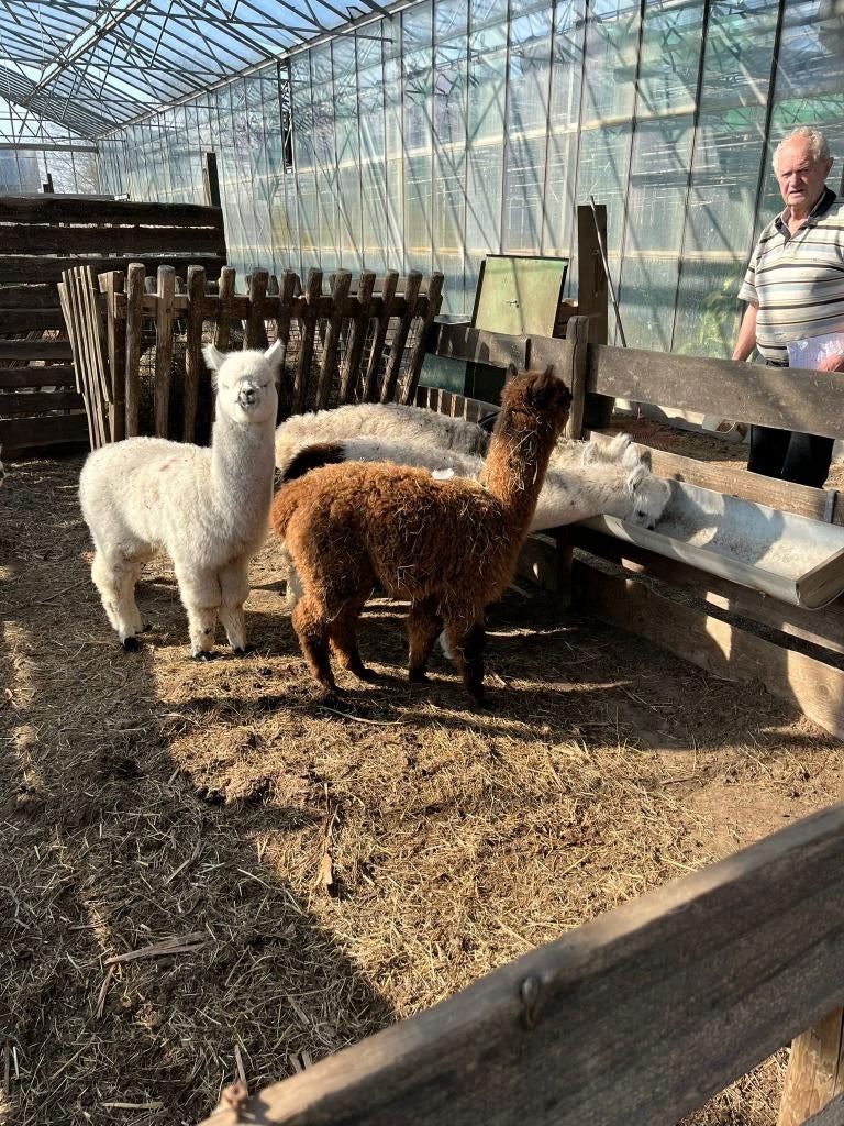 Jonge alpaca's te koop, Dieren en Toebehoren, Overige Dieren, September, Meerdere dieren