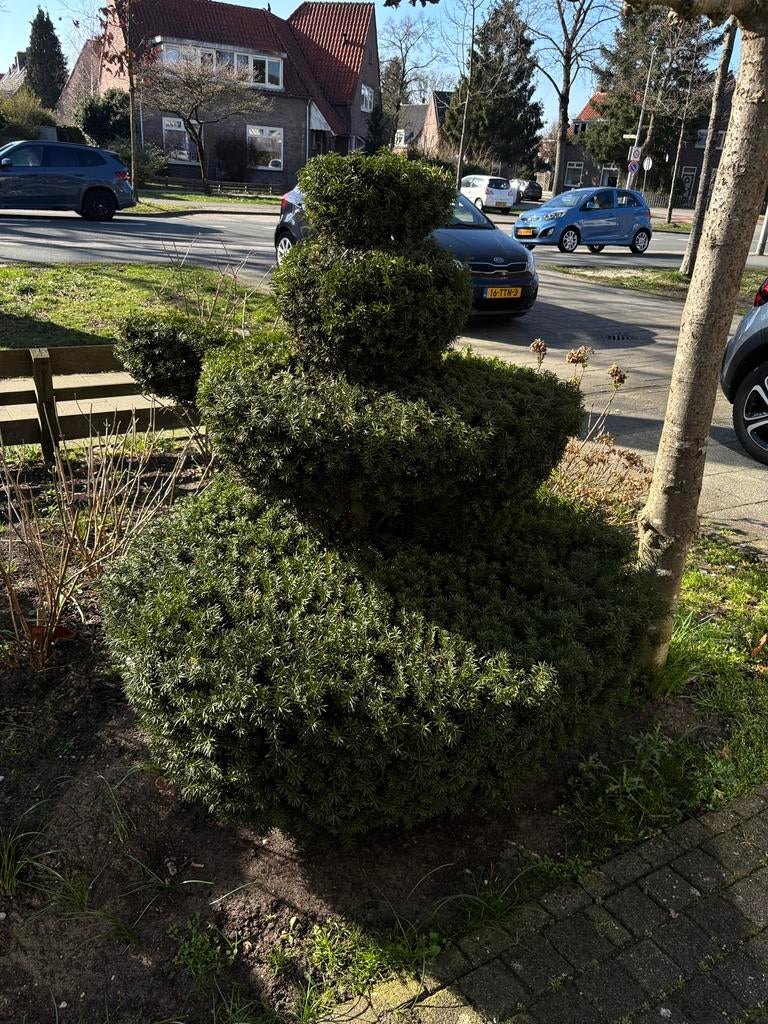 Grote taxus in de vorm van een theepot, Ophalen, Bloeit niet, Overige soorten, Volle zon