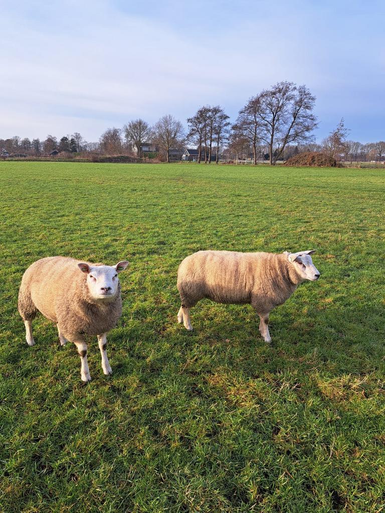 Texelaar x Swifter dekrammen, Mannelijk, Schaap