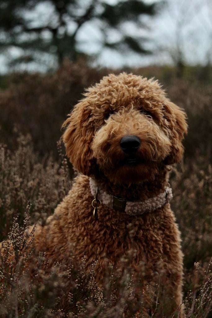 Labradoodle Pups verwacht!, Dieren en Toebehoren, 8 tot 15 weken, Teef, Meerdere, Middel