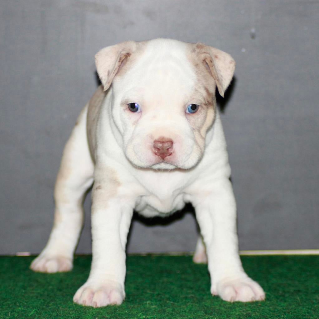 American bully XL-XXL Lilac Choco Tri Color Merle, Parvo, Overige rassen, 8 tot 15 weken, Meerdere