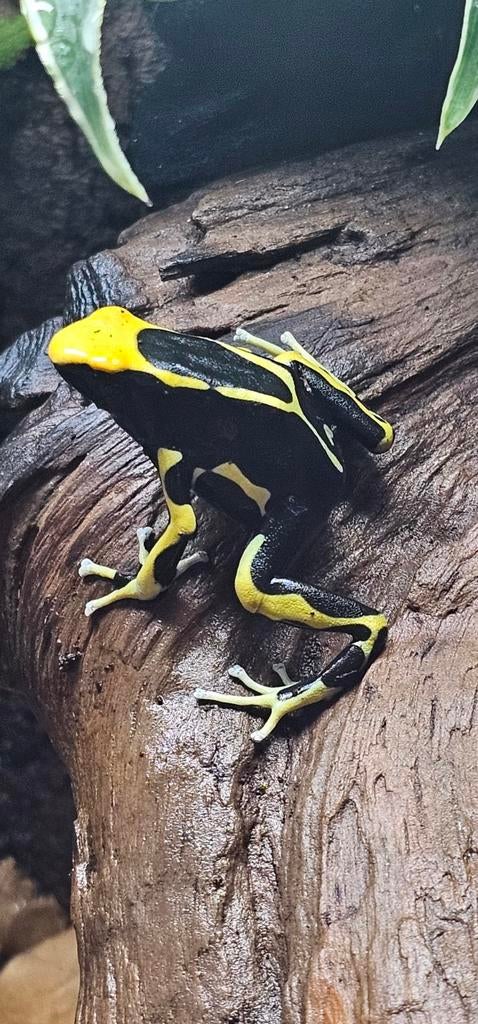 Dendrobates tinctorius Oelemarie Frog - unknown for sale from Stoll