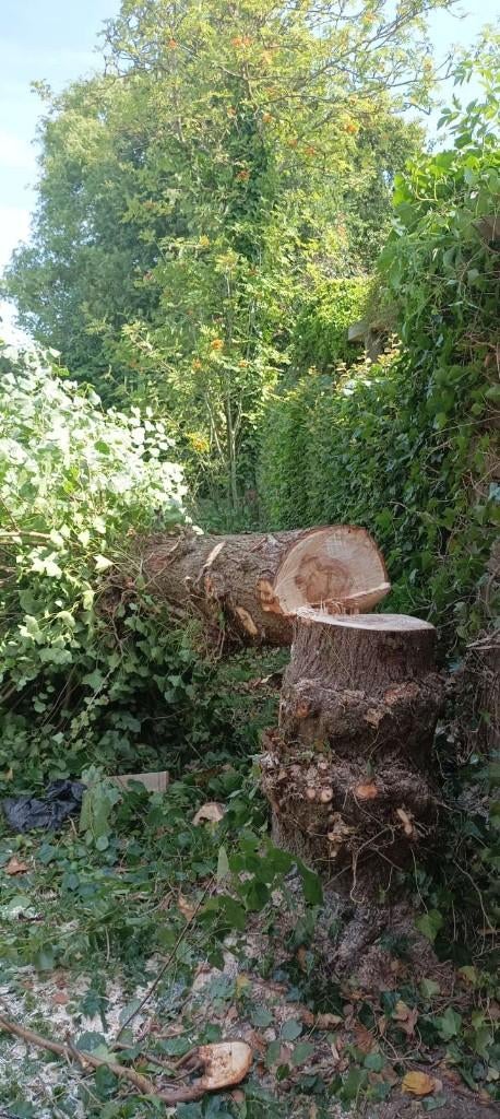 Bomen gratis kappen, Tuin en Terras, 6 m³ of meer, Ophalen, Stammen