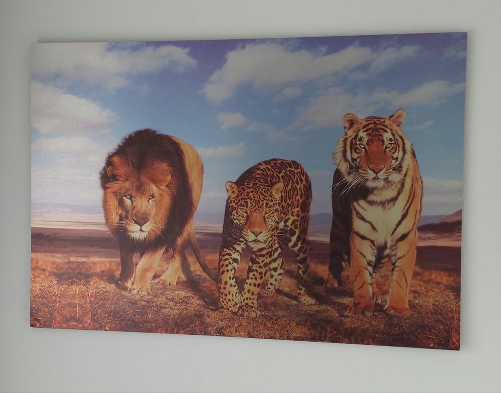 Supermooie print op dibond, Ophalen, Zo goed als nieuw, Print, 75 cm of meer