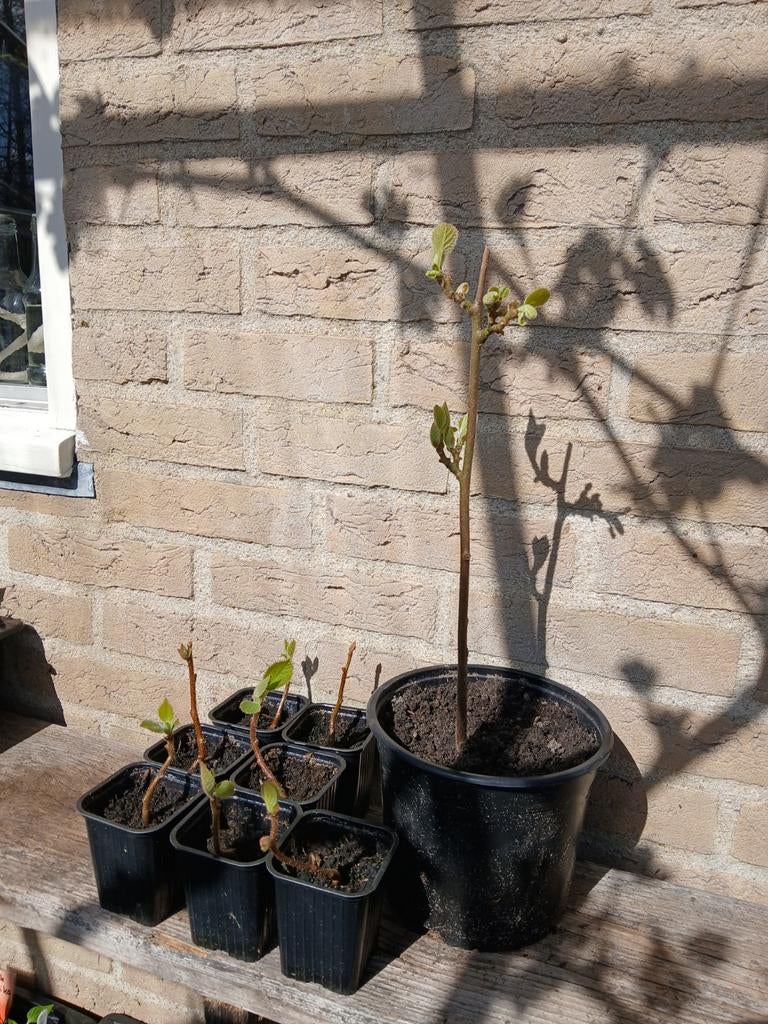 Zespri kiwi plantjes, Ophalen, Minder dan 100 cm, Overige soorten, Zomer
