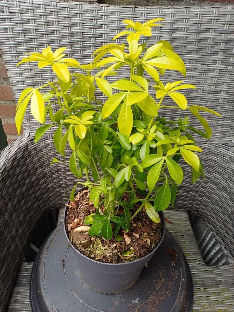 Choisya Ternata Brica (Mexicaanse Citroenbloesem), Tuin en Terras, Planten | Tuinplanten, Ophalen, Overige soorten, Volle zon