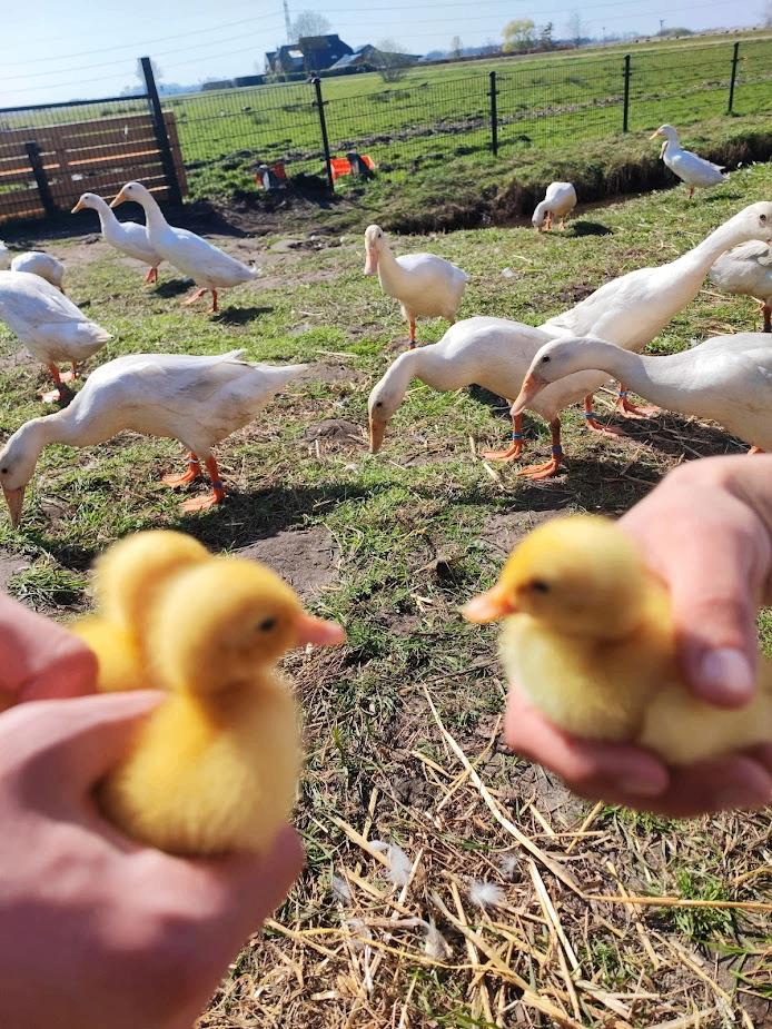 [UITVERKOOP] Volwassen loopeenden, Dieren en Toebehoren, Vrouwelijk, Eend